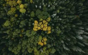 Overhead view of a forest to illustrate carbon sequestration