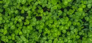 Close up image of a field of clover as a cover crop