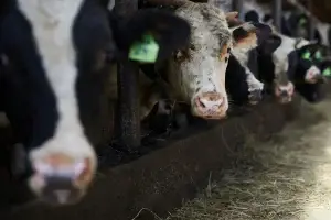 Image of cows feeding in an intensive farm