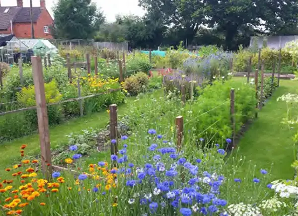 English cut flowers