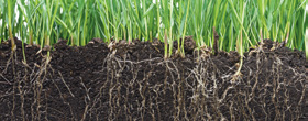 Soil Health