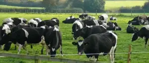 Milk and dairy production