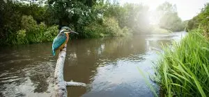 Image of a starling perched on a tree by a river in the UK