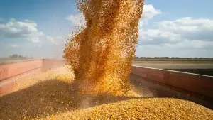 Image of cereal being harvested