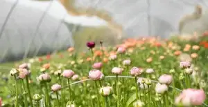Image of cut flowers for horticulture and low carbon agriculture