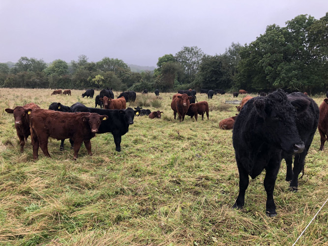 Mob grazing