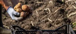 Image of potatoes freshly harvested to illustrate low carbon farming