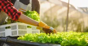 Image of somebody harvesting salad leaves in an agricultural greenhouse